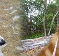 Pets  Ponds - Ad Words Australia