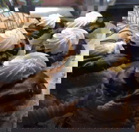 Dutchys Bakehouse - Ad Words Australia