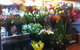 Wilsons’ Civic Florist - thumb 1