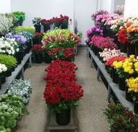 Townsville Flower Market - Adwords Guide