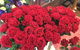 Kingscliff Village Florist - thumb 2