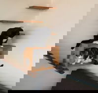 Hobart Cat Cafe - Adwords Guide