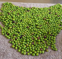 Wattle Hill Olives - Adwords Guide