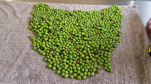 Wattle Hill Olives - Adwords Guide 0