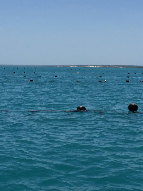 Cygnet Bay Restaurant - Adwords Guide 8