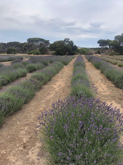 Emu Bay Lavender - Adwords Guide 2