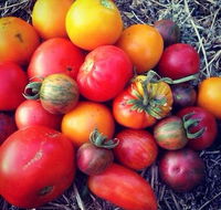 The Seasonal Garden Cafe - Adwords Guide