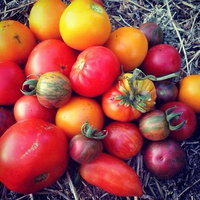 The Seasonal Garden Cafe