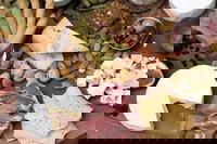 Udder Delights Cheese Cellar