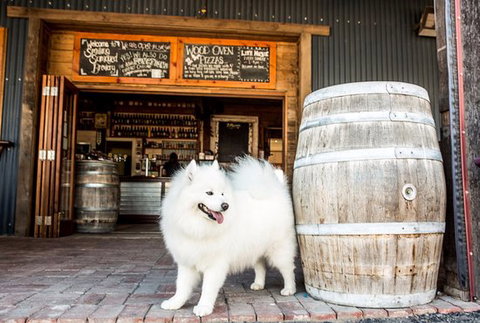 Smiling Samoyed Brewery - Adwords Guide 0