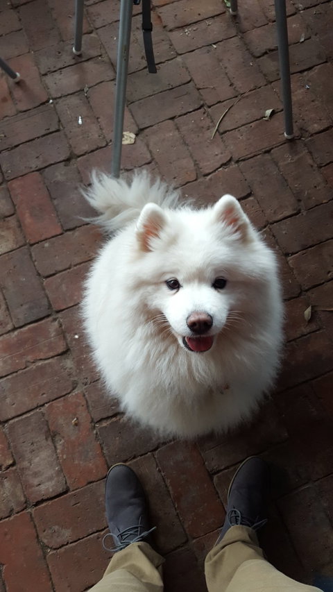 Smiling Samoyed Brewery - Adwords Guide 2