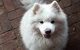 Smiling Samoyed Brewery - thumb 6