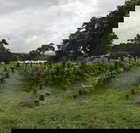 Carlei Estate Cellar Door Wood Fired Pizzeria - Adwords Guide