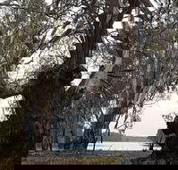 The Forest Door - Adwords Guide