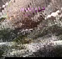 Monella Gelato - Adwords Guide