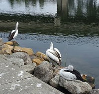 Saltwater Seafoods - Adwords Guide