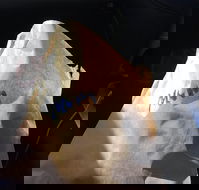 Shoeys bakery - Adwords Guide