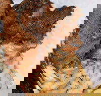 Chicken king - Adwords Guide