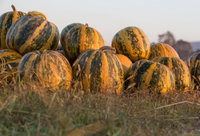 Australian Pumpkin Seed Company