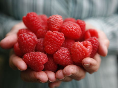Christmas Hills Raspberry Farm Cafe - Adwords Guide 0