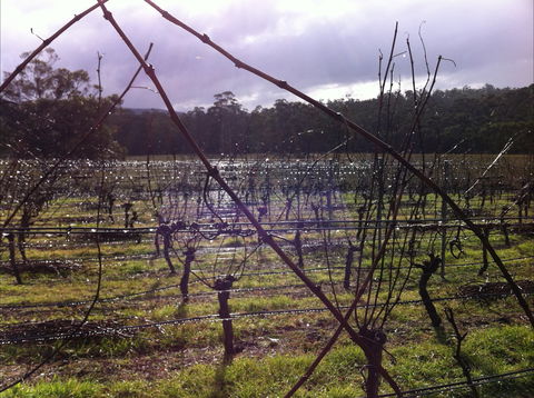 Darlington Vineyard - Adwords Guide 0