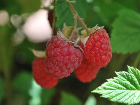 Westerway Raspberry Farm - Adwords Guide 0