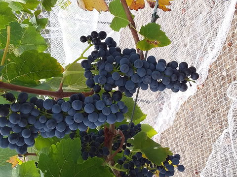 Clayfield Wines - Adwords Guide 1