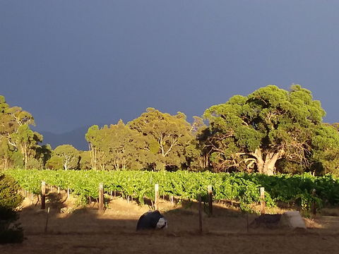 Clayfield Wines - Adwords Guide 2