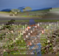Kurtz Family Vineyards - Adwords Guide