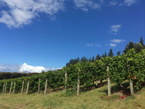 Freycinet Vineyard - Adwords Guide 0