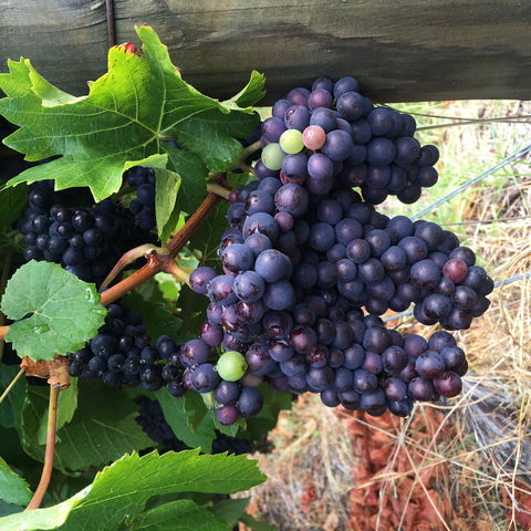 Freycinet Vineyard - Adwords Guide 1