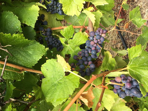 Freycinet Vineyard - Adwords Guide 2