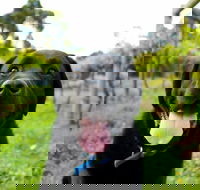 Every Man and His Dog Vineyard - Adwords Guide