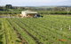 Dindima Wines - thumb 0