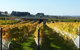 Dindima Wines - thumb 2