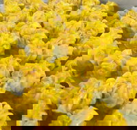 May's Thai - Adwords Guide