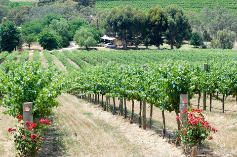 Seize The Day Wines - Adwords Guide 2