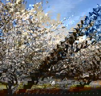 Allambie Orchard and Cafe - Adwords Guide