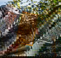 Pure Peninsula Honey - Adwords Guide