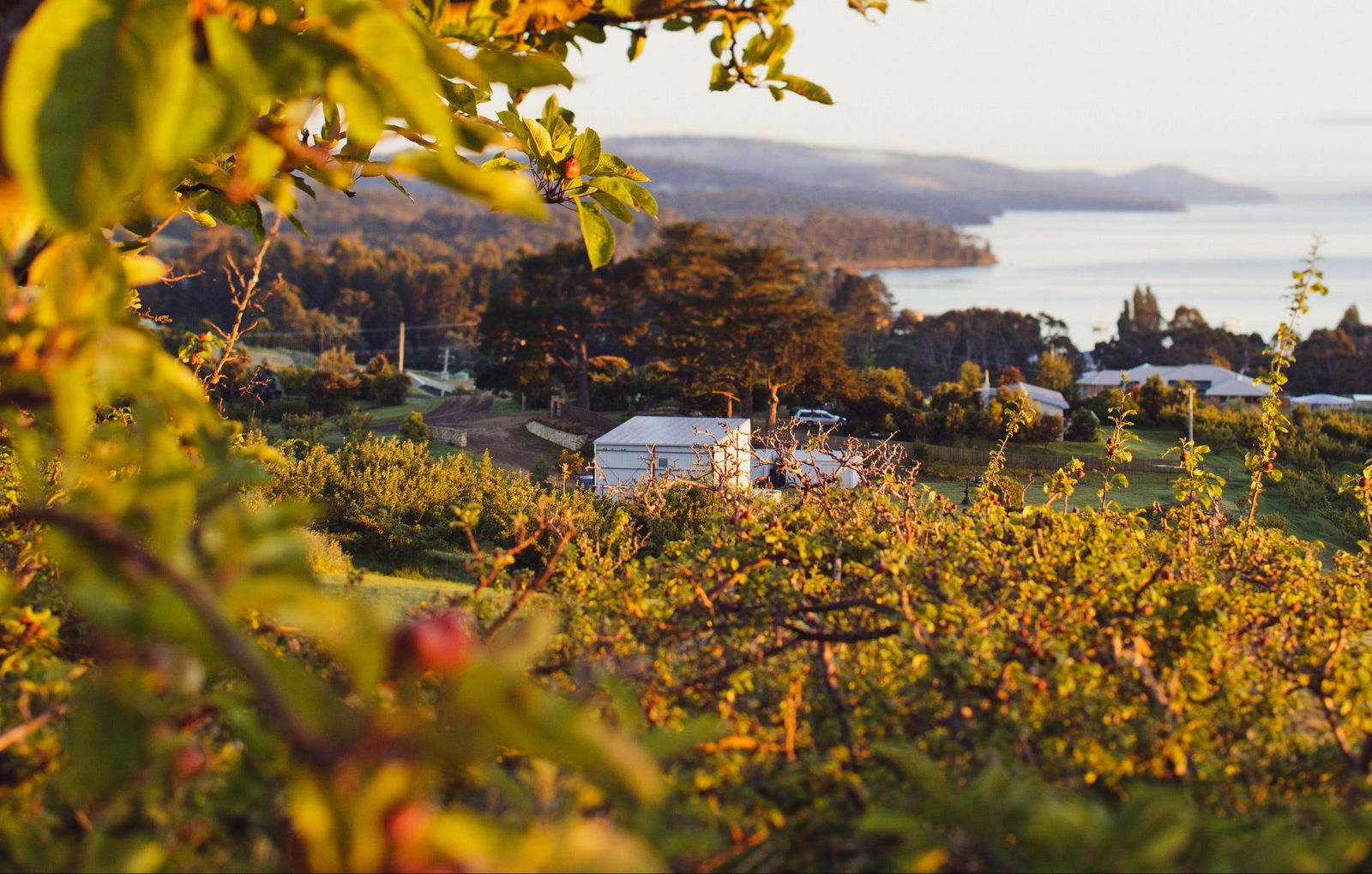 Woodbridge TAS Adwords Guide