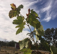 Banca Ridge Cellar Door and Vineyard - Adwords Guide