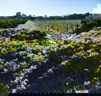 Willows Vineyard - Adwords Guide