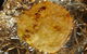 Koh-I-Noor Indian - thumb 0