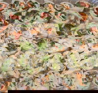 Maffra's Cafe - Adwords Guide