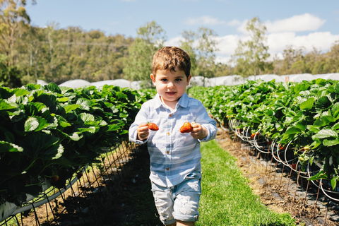 Hillwood Berries Farmgate & Pick Your Own - Adwords Guide 0