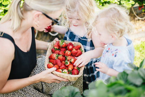 Hillwood Berries Farmgate & Pick Your Own - Adwords Guide 2