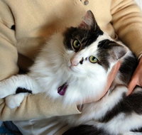 Pet Buddy - Adwords Guide