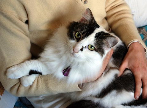 Pet Buddy - Adwords Guide 0
