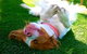 Pet Buddy - thumb 1