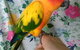 Pet Buddy - thumb 3